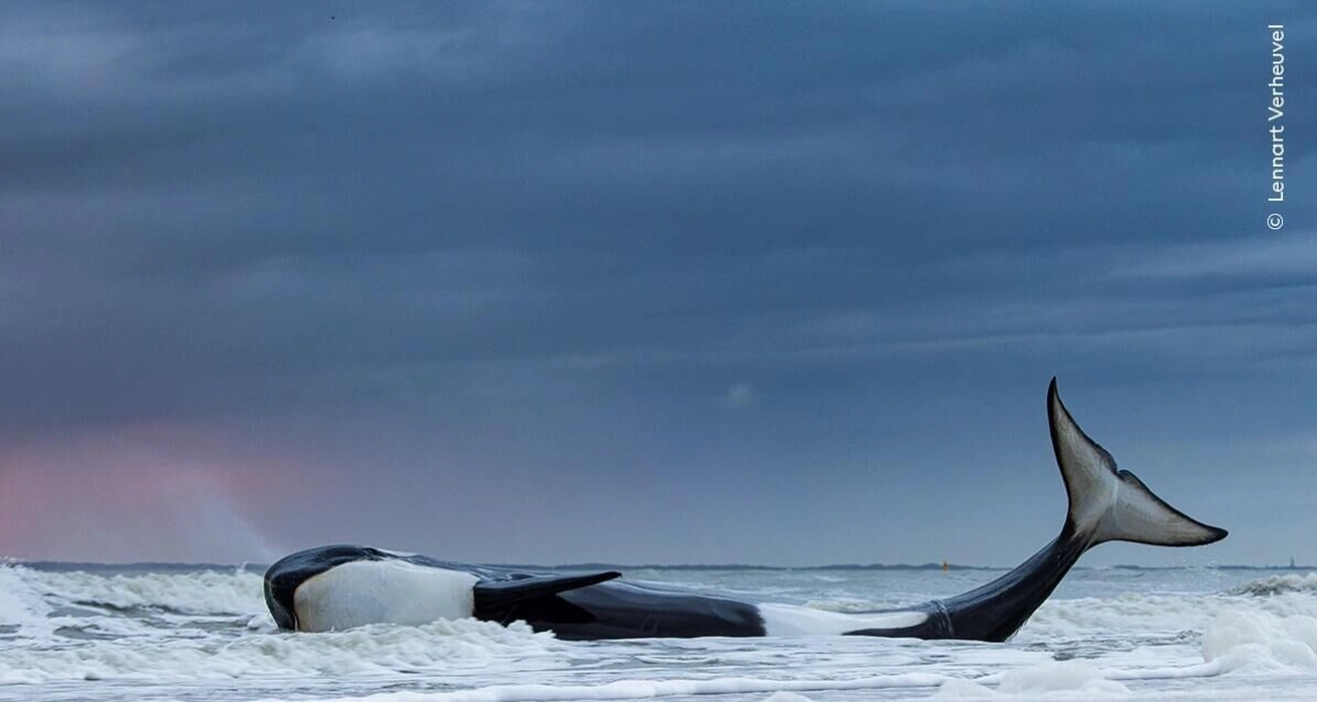 Wildlife Frame by frame (8+)